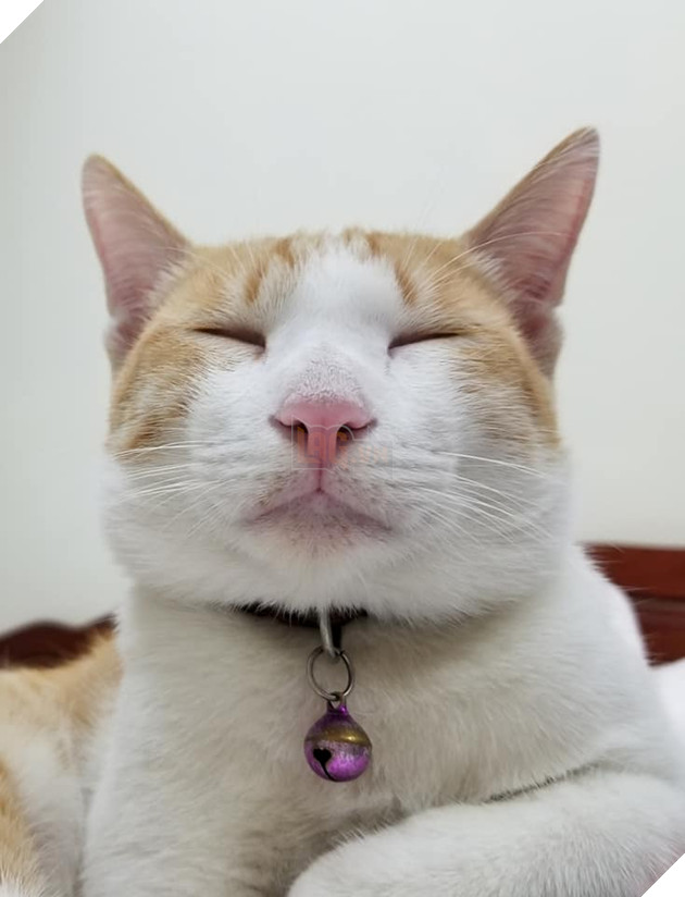 Mèo công công tình nguyện làm bảo mẫu, nhìn cái mặt phê pha khi cho mèo con bú của bà mẹ bất đắc dĩ này mới thật buồn cười! - Hình 7