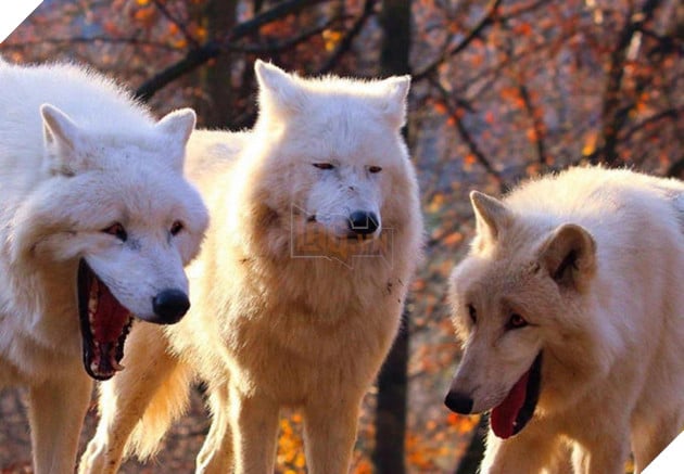 Mammal Vertebrate Canidae Dog canis lupus tundrarum Carnivore Dog breed Berger blanc suisse Greenland dog Canis Wildlife Wolfdog Czechoslovakian wolfdog White shepherd