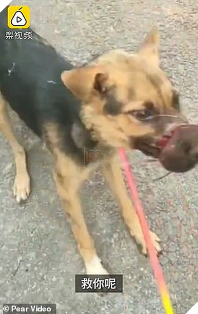 H&#236;nh ảnh ch&#250; ch&#243; đ&#243;i bụng nhưng kh&#244;ng thể ăn v&#236; miệng bị buộc chặt khiến ai chứng kiến cũng phải x&#243;t xa - Ảnh 2.