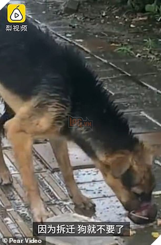 H&#236;nh ảnh ch&#250; ch&#243; đ&#243;i bụng nhưng kh&#244;ng thể ăn v&#236; miệng bị buộc chặt khiến ai chứng kiến cũng phải x&#243;t xa - Ảnh 2.