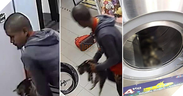 Giết 3 con mèo bằng cách đặt chúng vào lồng máy giặt, người đàn ông có thể phải lĩnh án 3 năm tù giam - Ảnh 1.