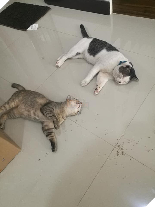 Con mèo ɡіаnɡ hồ, sau khi bỏ nhà ra đi hơn 5 ngày liền quay trở về với vợ và 3 đứa con, CĐM nghi “đổ vỏ” cao 3