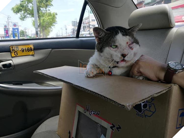 Con mèo ɡіаnɡ hồ, sau khi bỏ nhà ra đi hơn 5 ngày liền quay trở về với vợ và 3 đứa con, CĐM nghi “đổ vỏ” cao 2