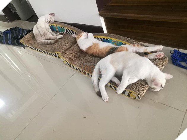 Con mèo ɡіаnɡ hồ, sau khi bỏ nhà ra đi hơn 5 ngày liền quay trở về với vợ và 3 đứa con, CĐM nghi “đổ vỏ” cao 5