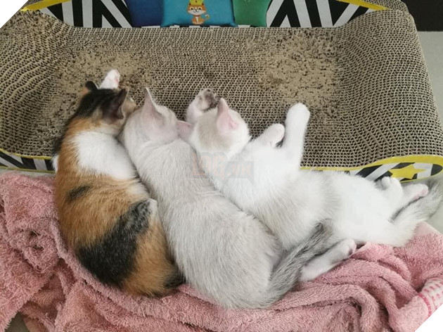 Con mèo ɡіаnɡ hồ, sau khi bỏ nhà ra đi hơn 5 ngày liền quay trở về với vợ và 3 đứa con, CĐM nghi “đổ vỏ” cao 4