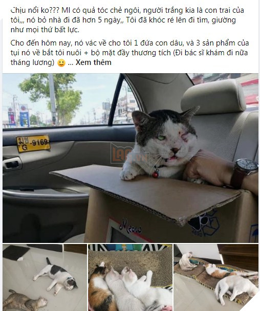 Con mèo ɡіаnɡ hồ, sau khi bỏ nhà ra đi hơn 5 ngày liền quay trở về với vợ và 3 đứa con, CĐM nghi “đổ vỏ” cao