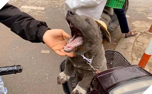  
Rồi ra đọ xem đứa nào ngáp dễ thương hơn không. Ảnh: Gấu Mèo Bắc Mỹ