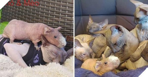 Lớn lên với toàn mèo, chú chuột lang trọc lông còn không biết mình là chuột đang khiến cộng đồng mạng phát sốt vì quá dễ thương