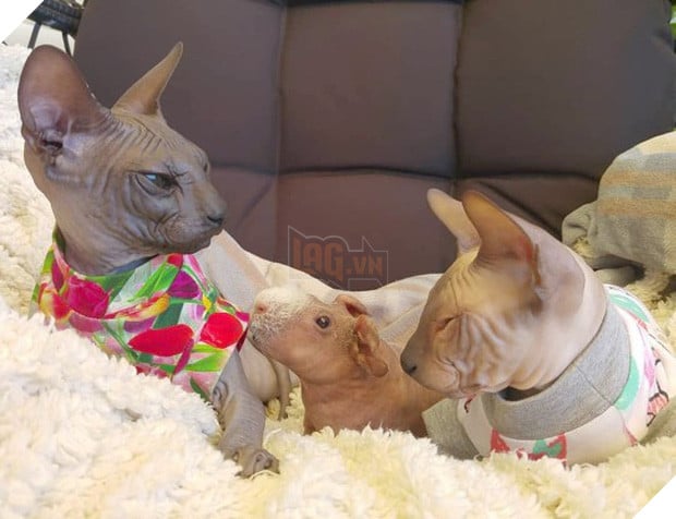 Lớn lên với toàn mèo, chú chuột lang trọc lông còn không biết mình là chuột đang khiến cộng đồng mạng phát sốt vì quá dễ thương 2