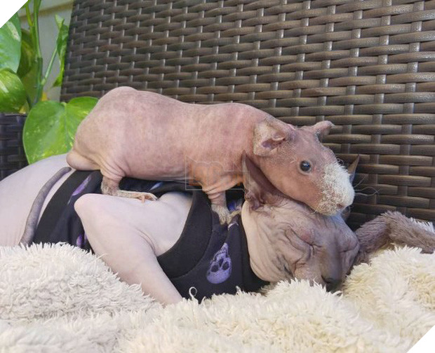 Lớn lên với toàn mèo, chú chuột lang trọc lông còn không biết mình là chuột đang khiến cộng đồng mạng phát sốt vì quá dễ thương 5