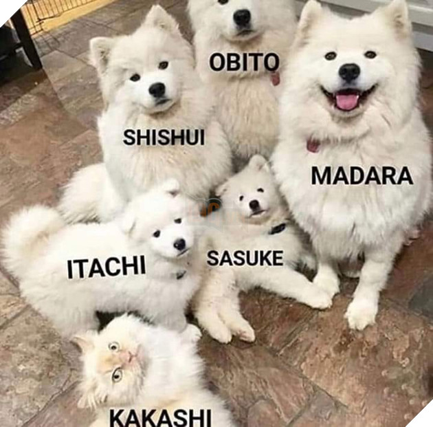 Tổng hợp meme của bộ Manga Naruto cực vui và không bao giờ lỗi thời 10