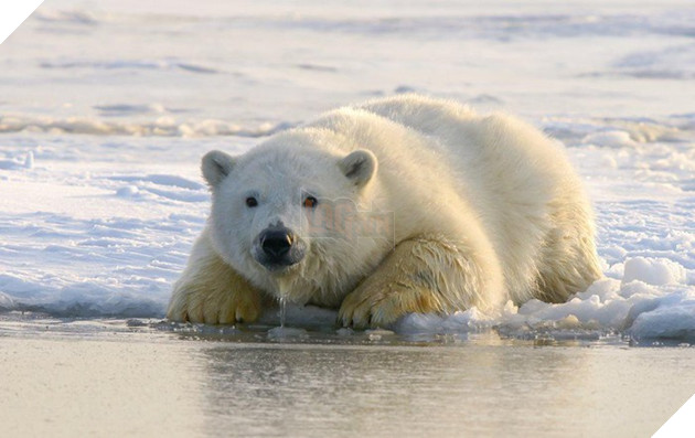 Gấu Bắc cực có thể bị tuyệt chủng vào năm 2100 - Báo Nhân Dân