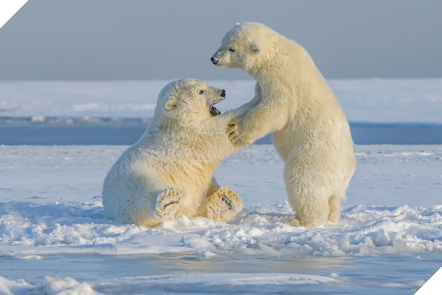 Gấu Bắc cực đối diện nguy cơ bị tuyệt chủng, có thể biến mất khỏi Trái