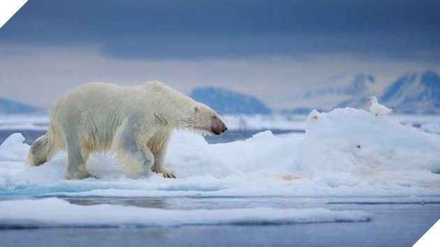 Gấu Bắc Cực đói ăn, có nguy cơ biến mất vì băng tan nhanh kỷ lục ...