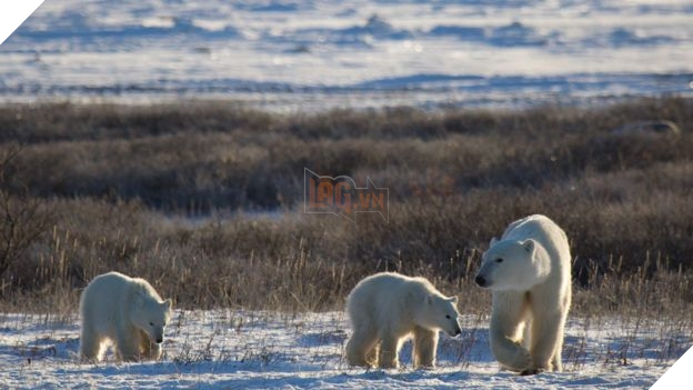Biến đổi khí hậu có thể khiến gấu Bắc Cực tuyệt chủng | Phát triển ...