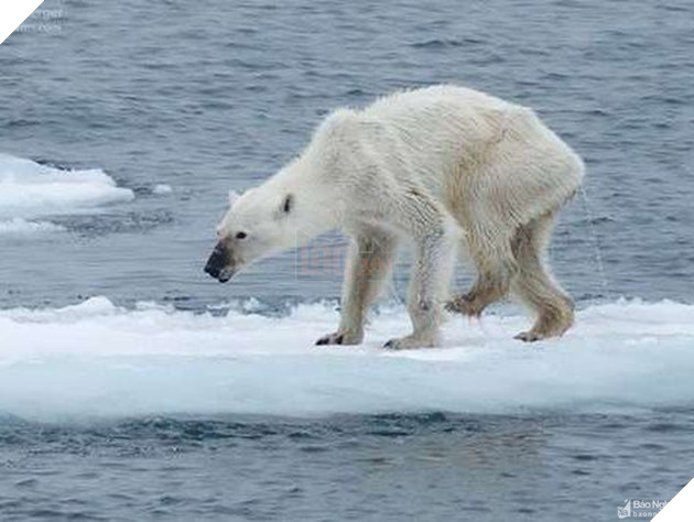 Chú gấu Bắc Cực gầy trơ xương có phải là do hiện tượng nóng lên ...