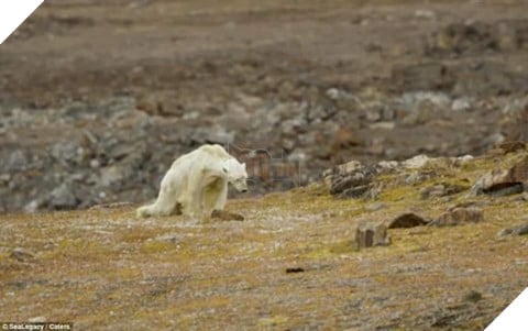 Rơi nước mắt nhìn gấu bắc cực sắp chết đói ở Canada