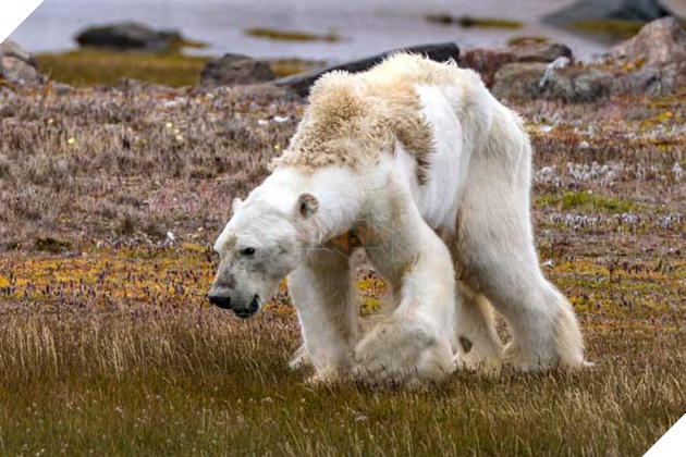 Gấu Bắc cực teo tóp thảm hại lết đi kiếm ăn: Sao không ai cứu?