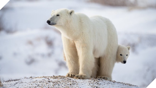 Gấu bắc cực chịu ảnh hưởng lớn từ biến đổi khí hậu /// Polar Bears International