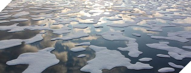 Loài gấu Bắc Cực có nguy cơ tuyệt chủng vì biến đổi khí hậu - ảnh 1