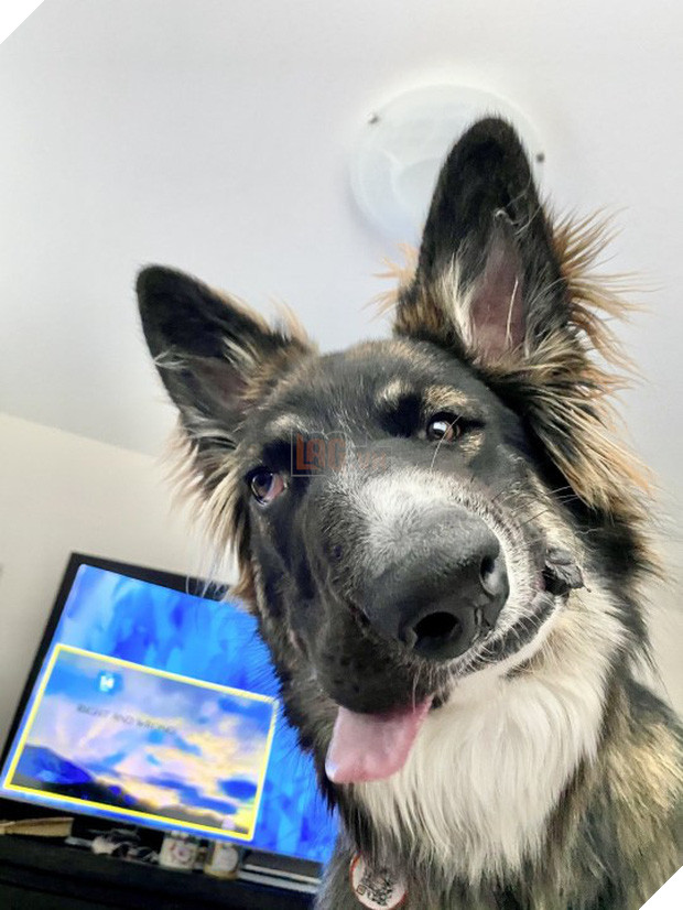 Chó mặt xếch vừa thương vừa buồn cười trở thành bác sĩ tâm lý cho động vật khuyết tật - Ảnh 1.