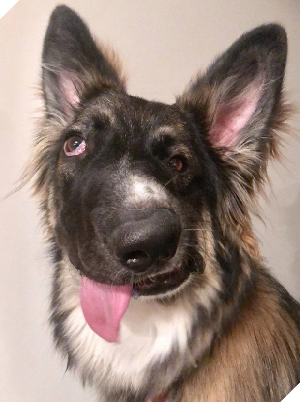 Chó mặt xếch vừa thương vừa buồn cười trở thành bác sĩ tâm lý cho động vật khuyết tật - Ảnh 2.