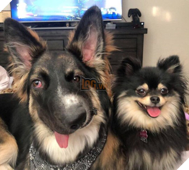 Chó mặt xếch vừa thương vừa buồn cười trở thành bác sĩ tâm lý cho động vật khuyết tật - Ảnh 3.