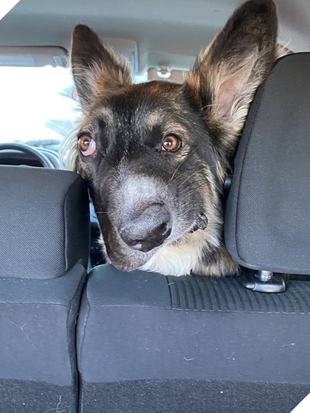 Chó mặt xếch vừa thương vừa buồn cười trở thành bác sĩ tâm lý cho động vật khuyết tật - Ảnh 4.