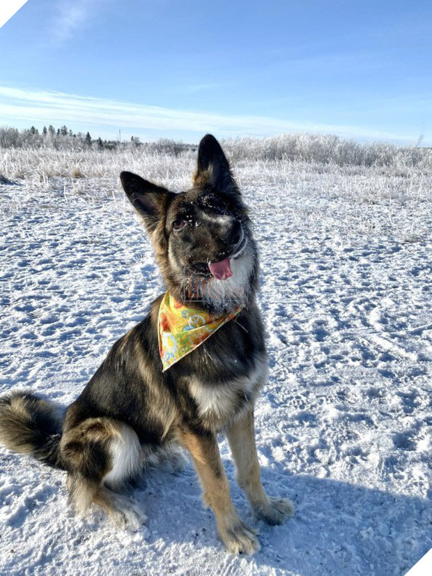 Chó mặt xếch vừa thương vừa buồn cười trở thành bác sĩ tâm lý cho động vật khuyết tật - Ảnh 5.