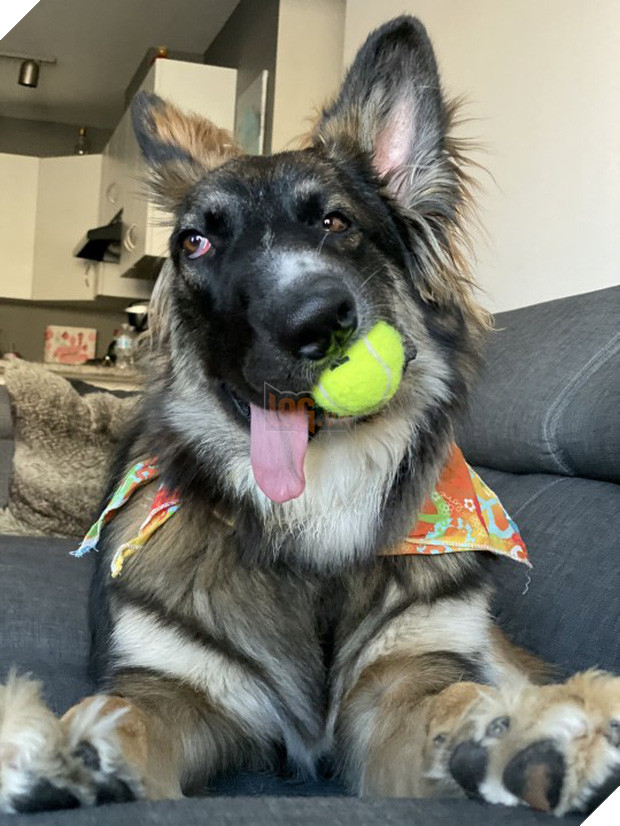 Chó mặt xếch vừa thương vừa buồn cười trở thành bác sĩ tâm lý cho động vật khuyết tật - Ảnh 6.