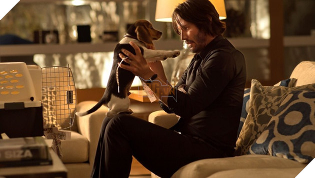 Số phận của chú chó yêu xấu số của John Wick hiện giờ ra sao? 2