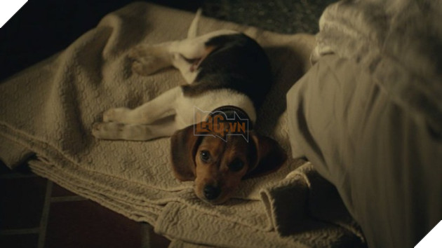 Số phận của chú chó yêu xấu số của John Wick hiện giờ ra sao? 3