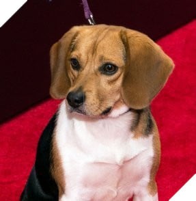 Số phận của chú chó yêu xấu số của John Wick hiện giờ ra sao? 4