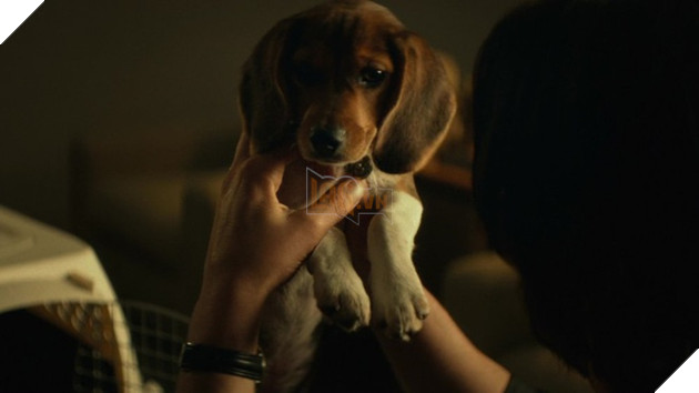 Số phận của chú chó yêu xấu số của John Wick hiện giờ ra sao?