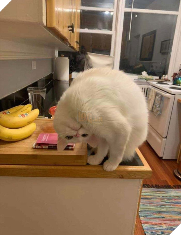 Khi lũ mèo lên cơn ngáo khiến mọi người hết hồn vì tưởng chúng đã thành tinh - Ảnh 1.