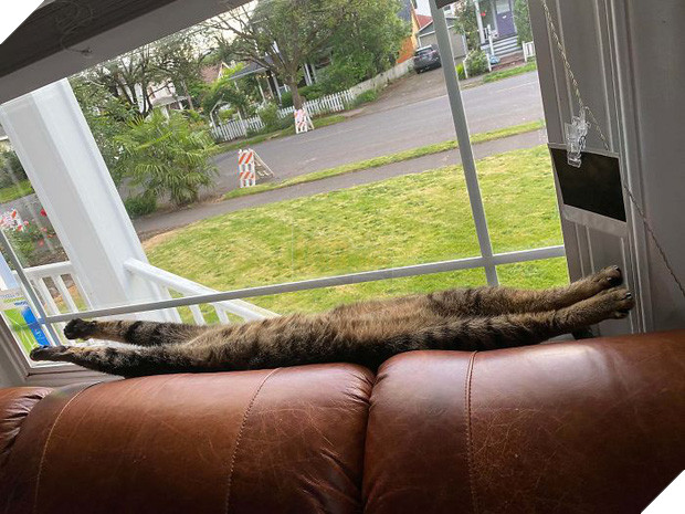 Khi lũ mèo lên cơn ngáo khiến mọi người hết hồn vì tưởng chúng đã thành tinh - Ảnh 2.