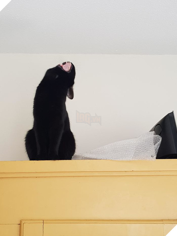 Khi lũ mèo lên cơn ngáo khiến mọi người hết hồn vì tưởng chúng đã thành tinh - Ảnh 4.