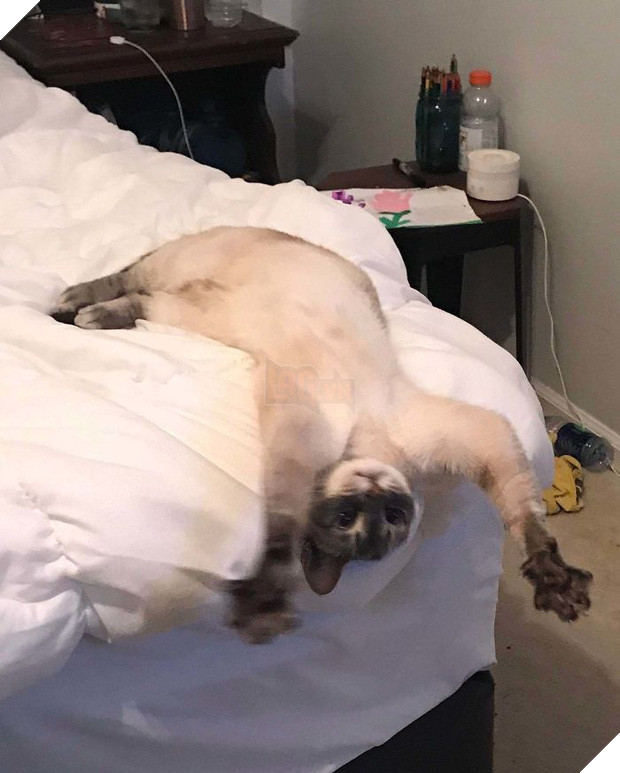 Khi lũ mèo lên cơn ngáo khiến mọi người hết hồn vì tưởng chúng đã thành tinh - Ảnh 5.