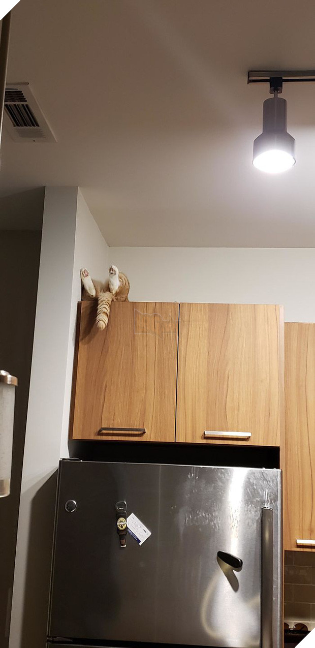 Khi lũ mèo lên cơn ngáo khiến mọi người hết hồn vì tưởng chúng đã thành tinh - Ảnh 6.