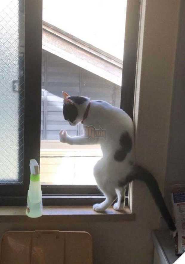 Khi lũ mèo lên cơn ngáo khiến mọi người hết hồn vì tưởng chúng đã thành tinh - Ảnh 7.