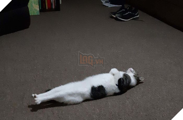 Khi lũ mèo lên cơn ngáo khiến mọi người hết hồn vì tưởng chúng đã thành tinh - Ảnh 9.