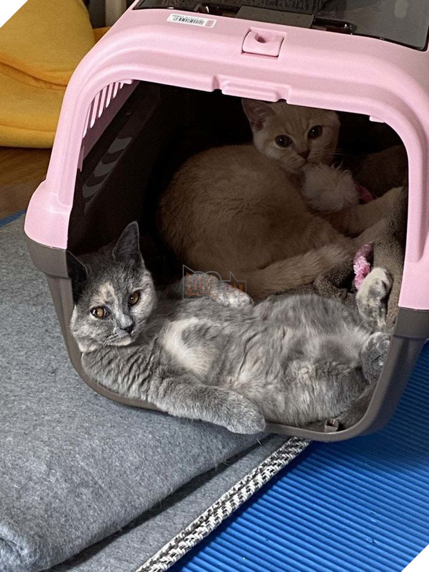 Khi lũ mèo lên cơn ngáo khiến mọi người hết hồn vì tưởng chúng đã thành tinh - Ảnh 11.