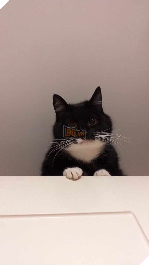 Khi lũ mèo lên cơn ngáo khiến mọi người hết hồn vì tưởng chúng đã thành tinh - Ảnh 12.