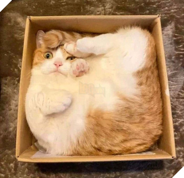 Khi lũ mèo lên cơn ngáo khiến mọi người hết hồn vì tưởng chúng đã thành tinh - Ảnh 13.