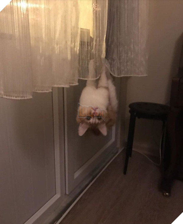 Khi lũ mèo lên cơn ngáo khiến mọi người hết hồn vì tưởng chúng đã thành tinh - Ảnh 14.