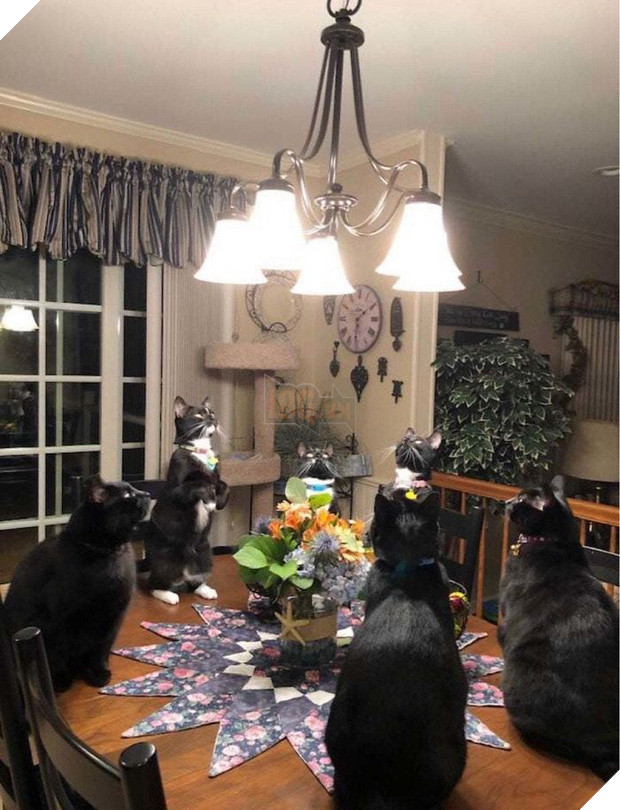 Khi lũ mèo lên cơn ngáo khiến mọi người hết hồn vì tưởng chúng đã thành tinh - Ảnh 15.