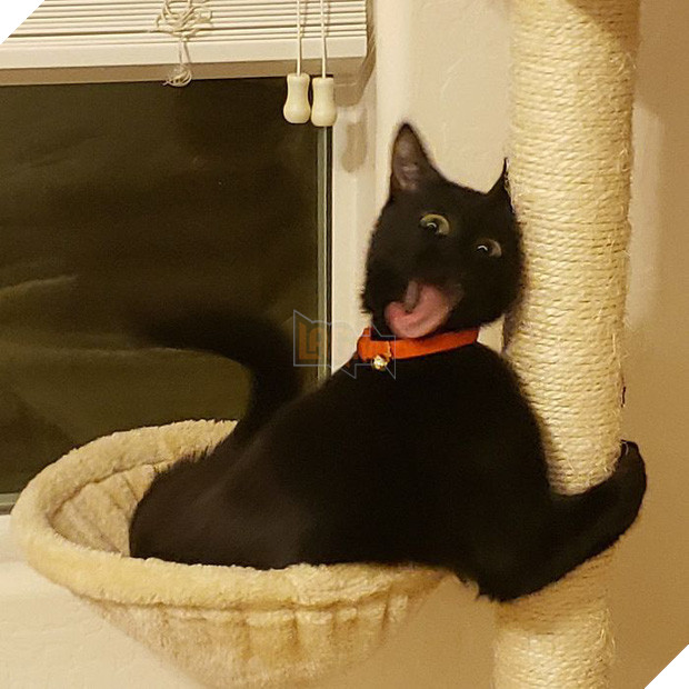 Khi lũ mèo lên cơn ngáo khiến mọi người hết hồn vì tưởng chúng đã thành tinh - Ảnh 16.