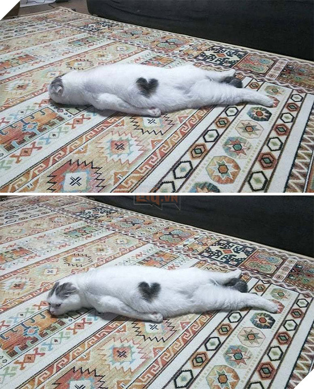 Khi lũ mèo lên cơn ngáo khiến mọi người hết hồn vì tưởng chúng đã thành tinh - Ảnh 17.