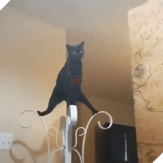 Khi lũ mèo lên cơn ngáo khiến mọi người hết hồn vì tưởng chúng đã thành tinh - Ảnh 18.