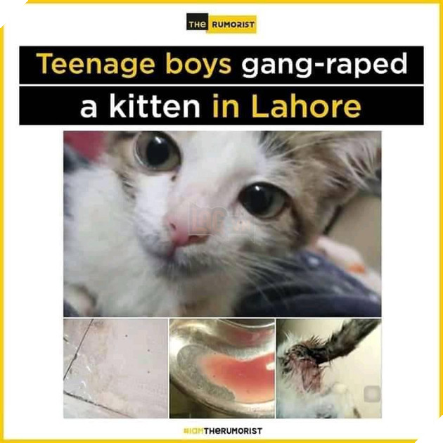 Kinh hãi chàng trai 15 tuổi và đám bạn hiếp dâm mèo cho đến chết ở Pakistan